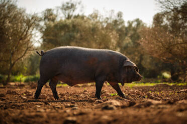 Big black hairy pig walking on dirty field while grazing near green trees on farm during sunny day - ADSF46885
