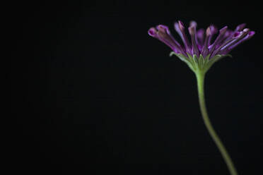 Dark pink Osteospermum on black background - FSIF06408