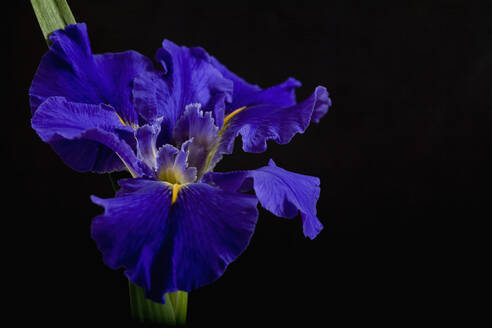 Leuchtend blaue Schwertlilie auf schwarzem Hintergrund - FSIF06410