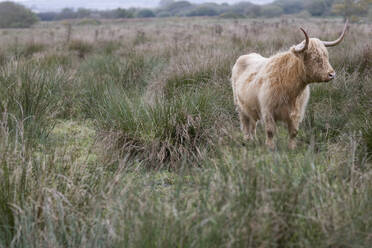 Behaarter Stier mit Hörnern steht auf einem Feld mit wildem Gras - FSIF06443