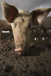 Close up of a pig head with big ears - FSIF06445