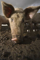 Nahaufnahme eines Schweinekopfes mit großen Ohren - FSIF06445
