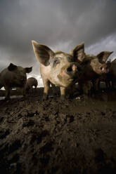 Pigs wallowing in filth - FSIF06446