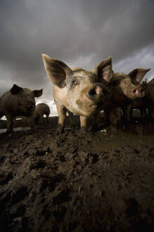 Schweine, die sich im Dreck suhlen - FSIF06446