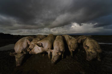 Pigs wallowing in filth - FSIF06447