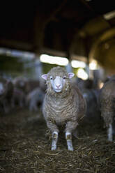 Portrait of sheep in a stable - FSIF06449