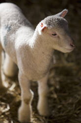 Close up of cute lamb - FSIF06450