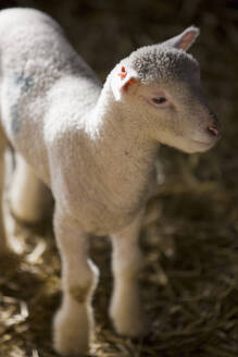 Nahaufnahme eines niedlichen Lamms - FSIF06450