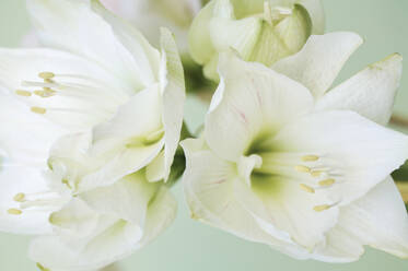 Extreme Nahaufnahme von weißen Lilien (Lilium longiflorum) - FSIF06454