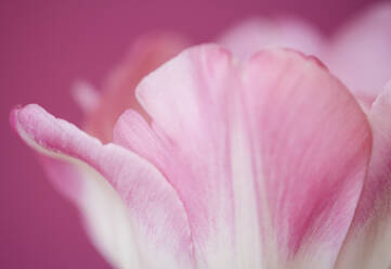 Extreme Nahaufnahme einer rosa Tulpe Tulipa - FSIF06457
