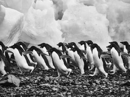 Adeliepinguine wandern über Felsen am Eis entlang, Antarktische Halbinsel, Weddellmeer, Antarktis - FSIF06461