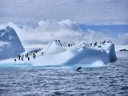 Pinguine auf sonnigem Eisberg im Weddellmeer, Antarktische Halbinsel, Antarktis - FSIF06463