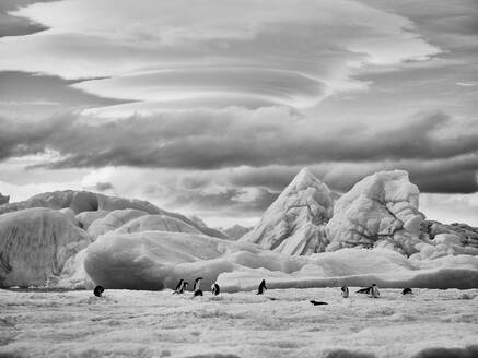 Pinguine unter majestätischen Eisgebilden und bedecktem Himmel, Antarktische Halbinsel, Antarktis - FSIF06465