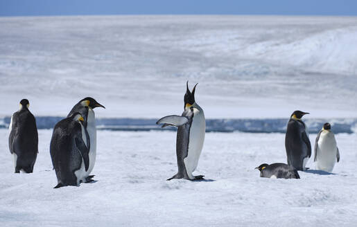 Kaiserpinguin mit zurückgelegtem Kopf und geöffnetem Maul auf sonnigem Eis, Antarktische Halbinsel, Antarktis - FSIF06466