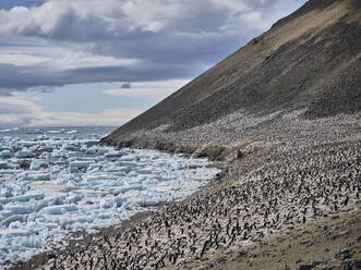 Große Gruppe von Pinguinen an Land entlang des Meeres, Antarktische Halbinsel, Weddellmeer, Antarktis - FSIF06467