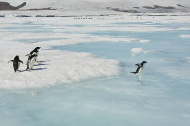Pinguine springen vom Eis ins sonnige blaue Meer, Antarktische Halbinsel, Weddellmeer, Antarktis - FSIF06470