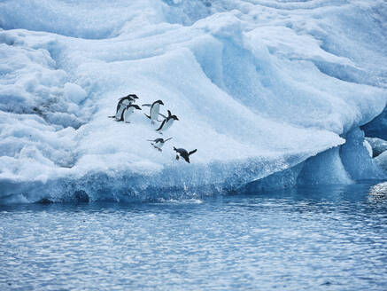 Pinguine tauchen vom Eis ins Meer, Antarktische Halbinsel, Weddellmeer, Antarktis - FSIF06473