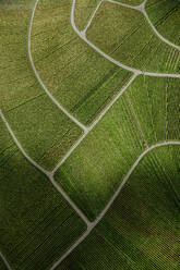 Luftaufnahme von strukturierten, grünen Weinbergspflanzen, Uhlbach, Deutschland - FSIF06480