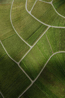 Aerial view of textured green vineyard crops, Uhlbach, Germany - FSIF06480