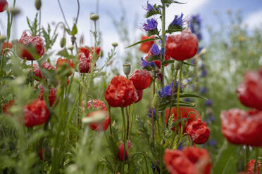 Close up beautiful red and purple flowers in idyllic, rural field - FSIF06481
