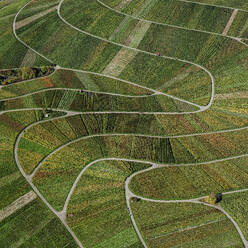 Luftaufnahme grüner Weinberge, die ein kurvenförmiges Landschaftsmuster bilden, Beutelsbach, Deutschland - FSIF06482