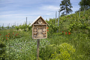 Wood art in lush rural summer garden, Stuttgart, Germany - FSIF06483