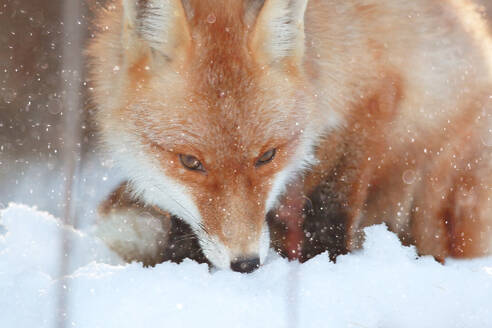 Red fox in winter forest Pretty - INGF12080