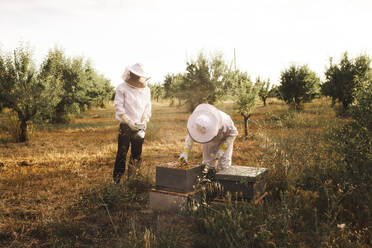 Imker, die auf einem Mandelfeld Bienenhaltung betreiben - PCLF00685