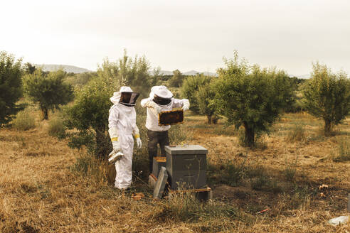 Imker, die auf dem Feld Bienenhaltung betreiben - PCLF00688