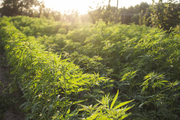 Cannabis sativa wächst auf einem Feld - PCLF00690