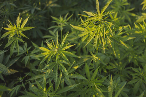 Cannabispflanzen wachsen auf einem Feld - PCLF00691