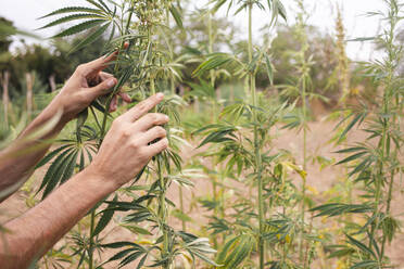 Hände eines Landwirts berühren Cannabisstängel auf einem Feld - PCLF00692