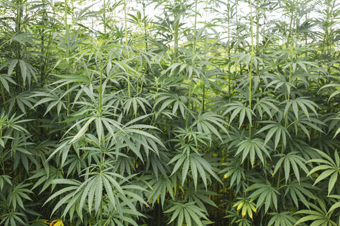 Green cannabis plants growing in field - PCLF00693