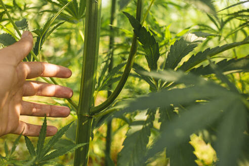 Hand eines Landwirts berührt Cannabispflanze auf einem Feld - PCLF00694