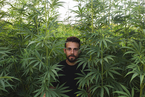 Man amidst cannabis plants in field - PCLF00695