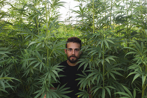 Mann inmitten von Cannabispflanzen auf einem Feld - PCLF00695