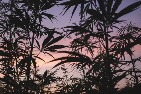 Feld mit Cannabispflanzen bei Sonnenuntergang - PCLF00696