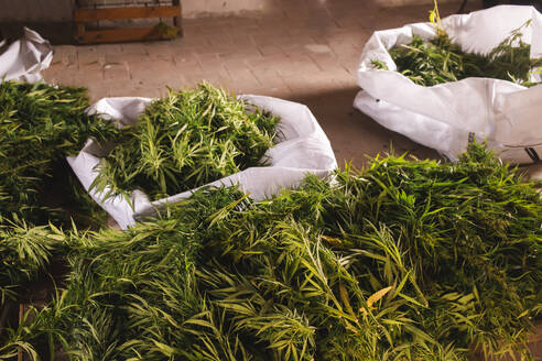 Cannabis flowers drying in room - PCLF00698