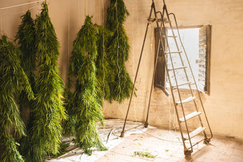 Cannabis plants drying near ladder in room - PCLF00699
