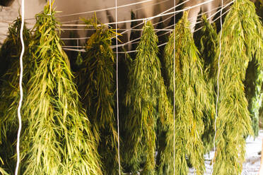 Cannabispflanzen hängen und trocknen im Zimmer - PCLF00700