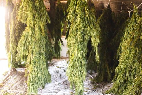 Cannabis flowers hanging and drying in room - PCLF00701