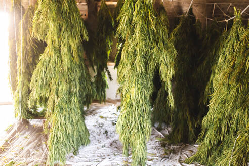 Cannabisblüten hängen und trocknen im Zimmer - PCLF00701