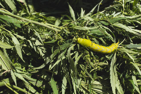 Cannabispflanzen mit Raupe an einem sonnigen Tag - PCLF00705