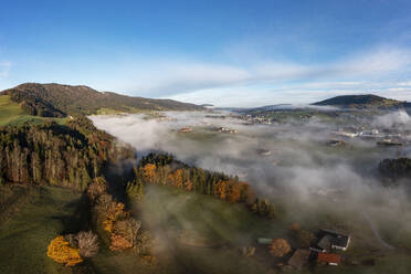 Österreich, Oberösterreich, Mondsee, Drohnenaufnahme eines Herbsthains im Salzkammergut bei nebligem Morgengrauen - WWF06499