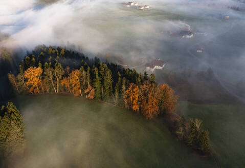 Österreich, Oberösterreich, Mondsee, Drohnenaufnahme eines Herbsthains im Salzkammergut bei nebligem Morgengrauen - WWF06500