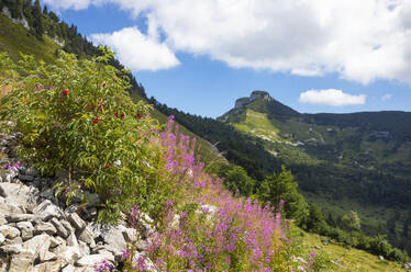 Österreich, Salzburger Land, Feuerkraut blüht auf dem Weg zum Schmittenstein - WWF06509