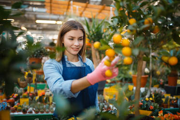 Female gardener in gloves and apron, home flowers selling, shop for gardening. Woman sells plants in florist store, seller - INGF12110