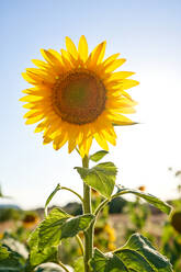 Leuchtend gelb blühende Sonnenblume wächst auf malerischen Landschaft Wiese auf warmen sonnigen Sommertag - ADSF47115