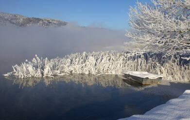 Austria, Upper Austria, Zell am Moos, Thick fog over frosted shore of Irrsee lake - WWF06525