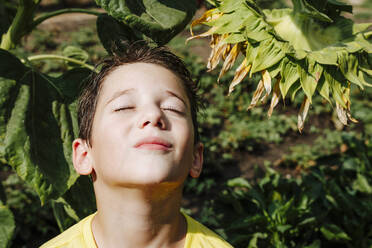 Junge genießt das Sonnenlicht unter einer Sonnenblumenpflanze - NLAF00150